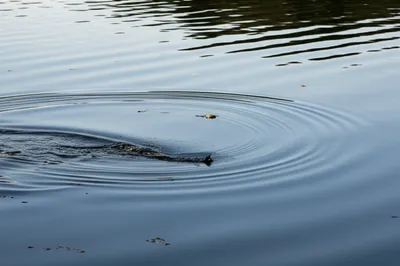 Illustration washes - Image 1