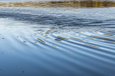 Illustration ruffle - Image 1