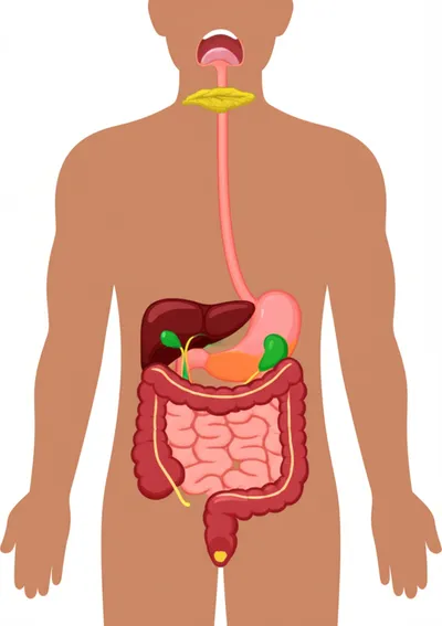 Illustration gastroenterology