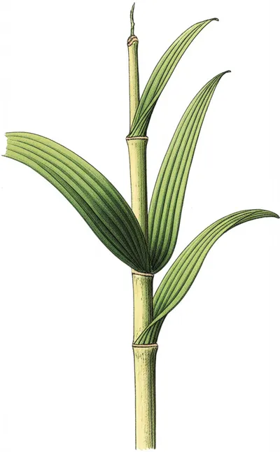 Illustration cane - Image 1