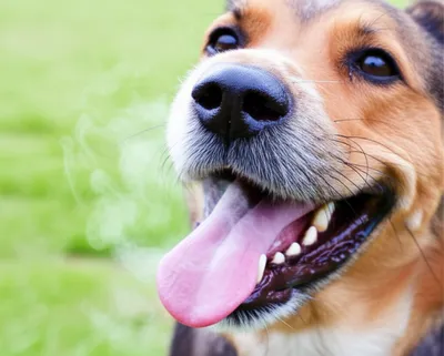 Illustration panting - Image 1