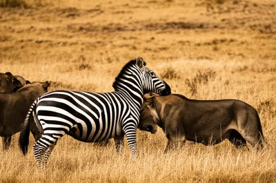 Illustration savagery - Image 1