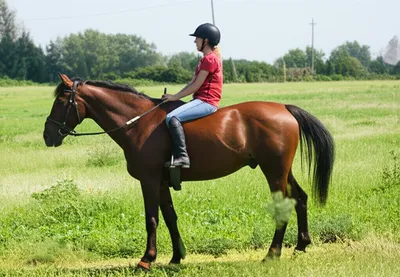 Illustration mount - Image 1