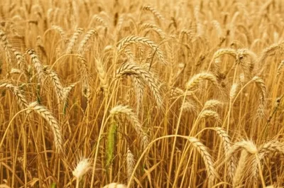 Illustration tares - Image 1