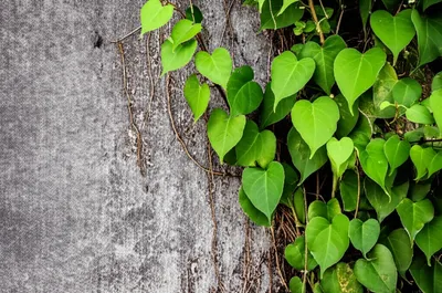 Illustration adventitious - Image 2