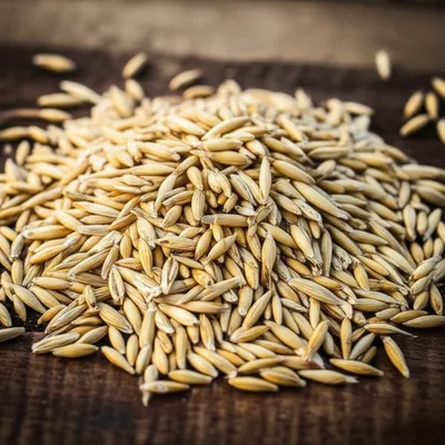 Illustration grit - Image 1