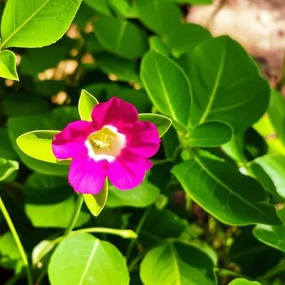 Illustration impregnating - Image 1