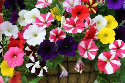 Illustration petunia