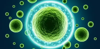 Illustration immune - Image 1