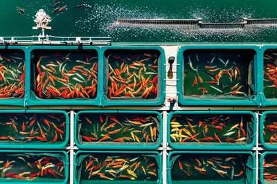 Illustration pisciculture