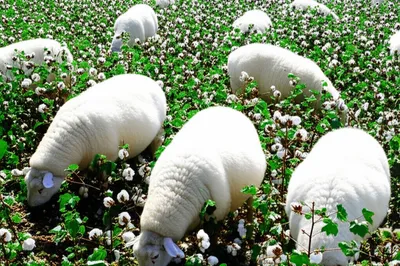 Illustration cotton - Image 1