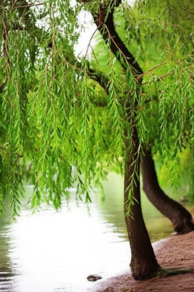 Illustration willow - Image 1