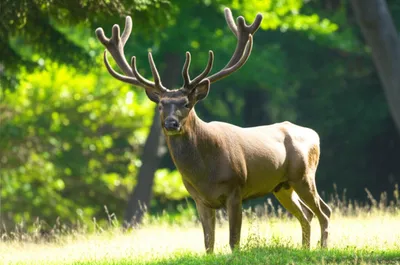 Illustration royal - Image 1