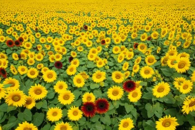 Illustration predominant - Image 1