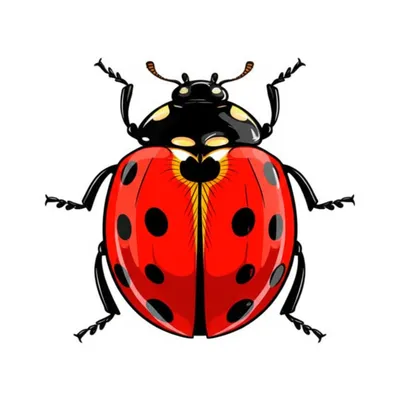 Illustration thorax - Image 1