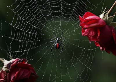 Illustration widow - Image 1