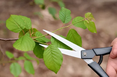 Illustration prune - Image 1