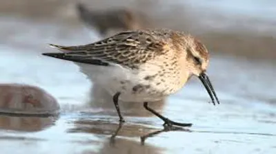 Illustration knot - Image 2