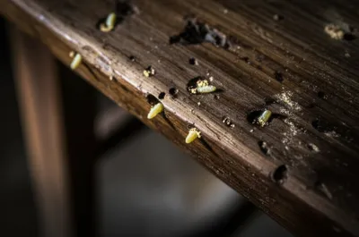 Illustration woodworm - Image 1