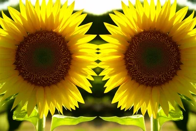 Illustration doubled - Image 1