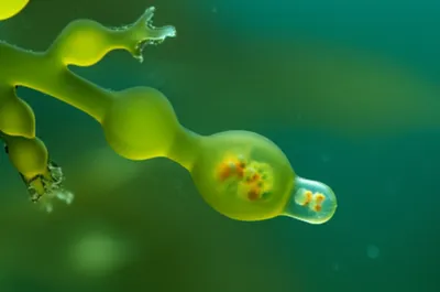 Hình ảnh minh họa receptacle - Ảnh 1