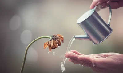 Illustration softening - Image 1