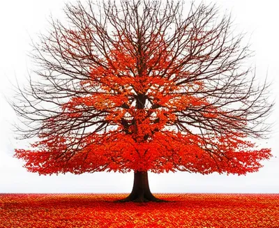 Illustration deciduous - Image 1