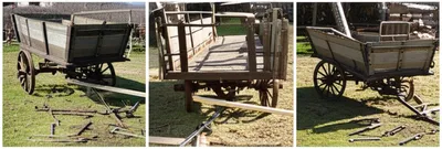 Illustration hermaphrodites - Image 1