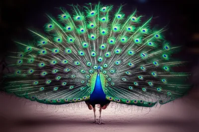 Illustration flashing - Image 1