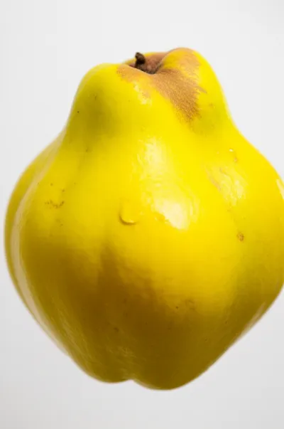 Illustration quince - Image 1