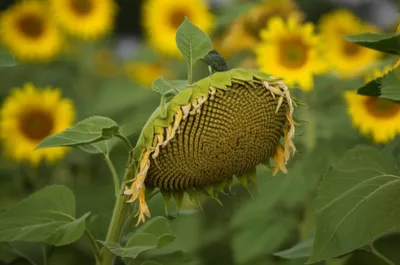 Illustration swagged - Image 1