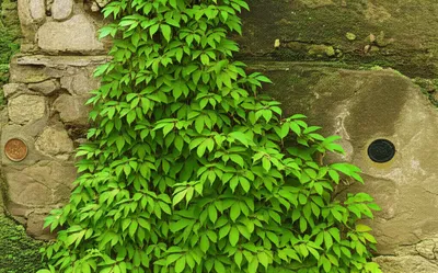 Illustration ocker - Image 1