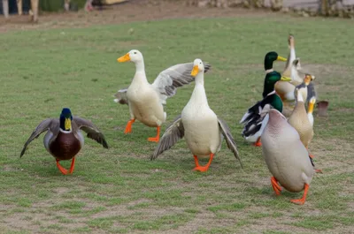 Illustration sore - Image 1