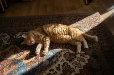 Illustration lying - Image 1