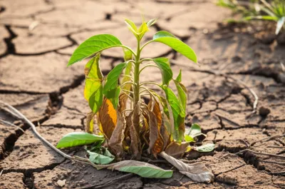 Illustration bated - Image 1