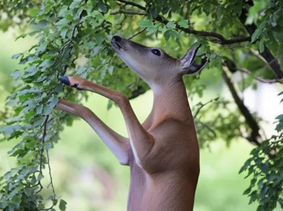 Illustration browse - Image 1