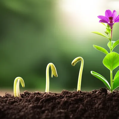 Illustration growths - Image 1