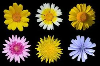 Illustration composite - Image 4