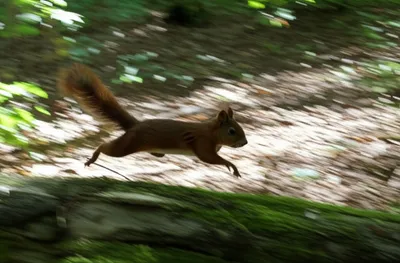 Illustration scampered - Image 1