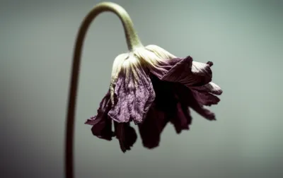 Illustration dying - Image 1