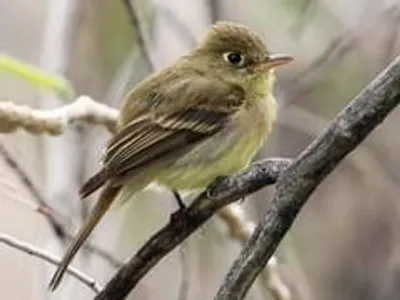 Illustration tyrant - Image 2