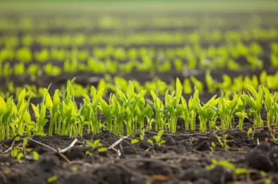 Illustration catches - Image 1