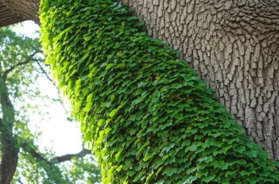 Illustration spiraled - Image 1