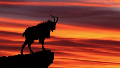 Illustration wilful - Image 1