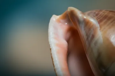 Illustration involute - Image 1