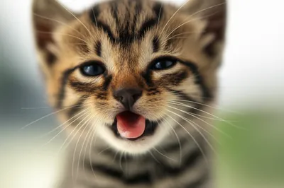 Illustration mewing - Image 1