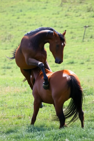 Illustration mount - Image 1