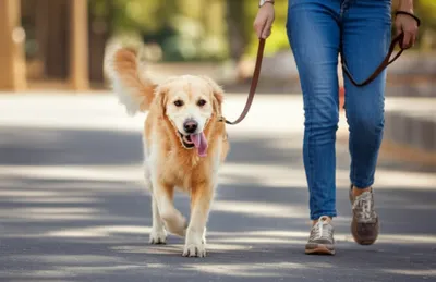 Illustration walking - Image 1