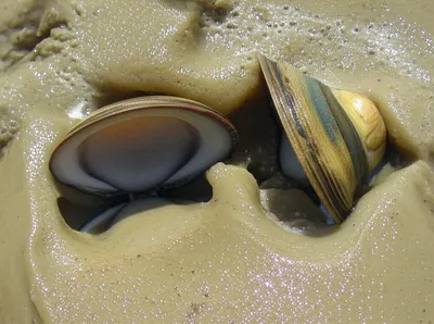 Illustration gapers - Image 1