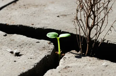 Hình ảnh minh họa whacking - Ảnh 1